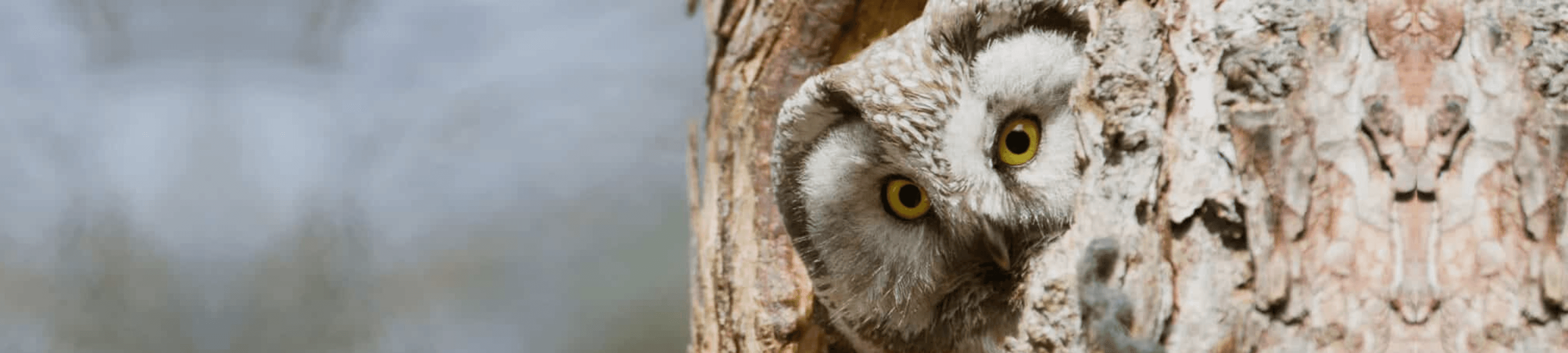 Christine Page cover